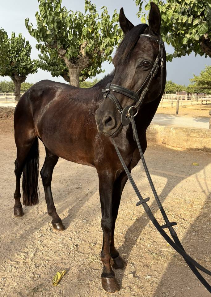 Yegua Poni D Negra