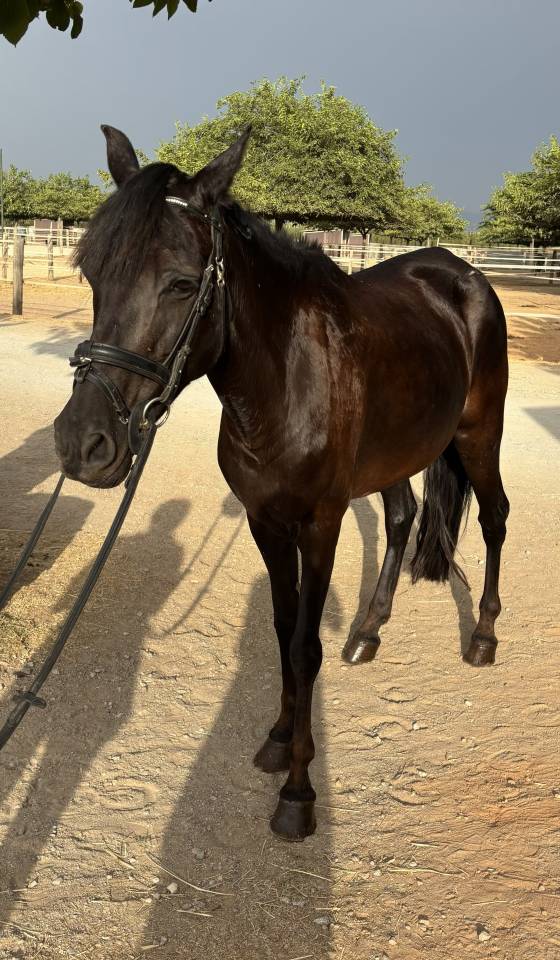 Yegua Poni D Negra