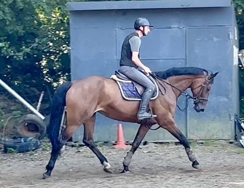 Yegua KWPN Caballo de Deporte Neerland&eacute;s En venta 2014 Bayo