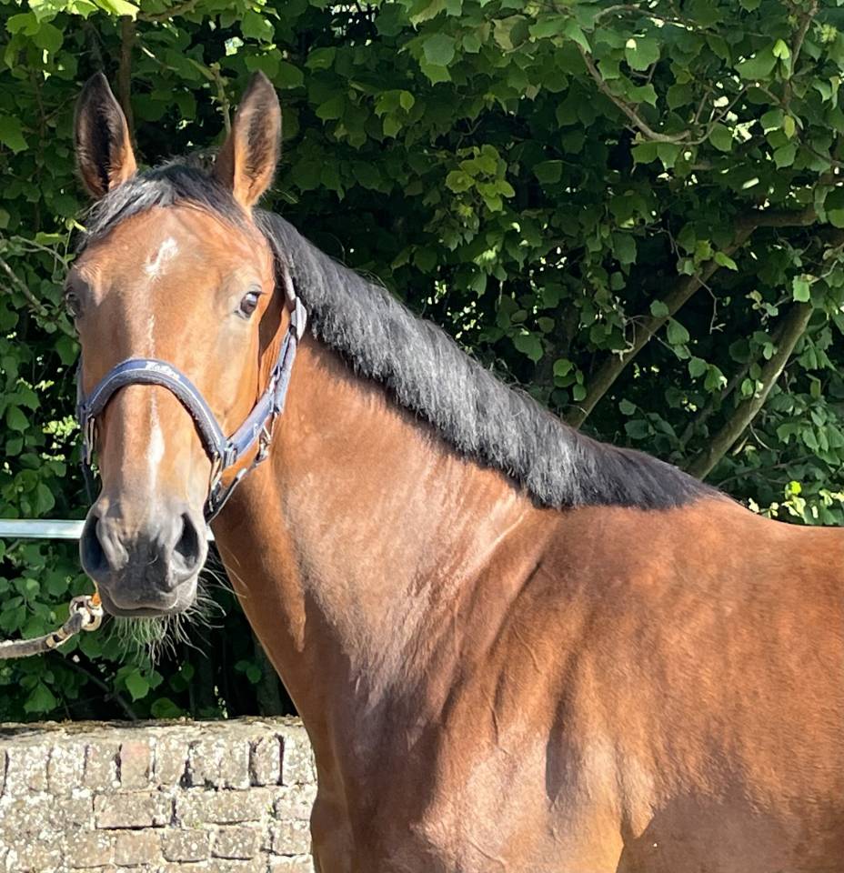 Yegua sBs Caballo de Deporte Belga En venta 2020 Bayo