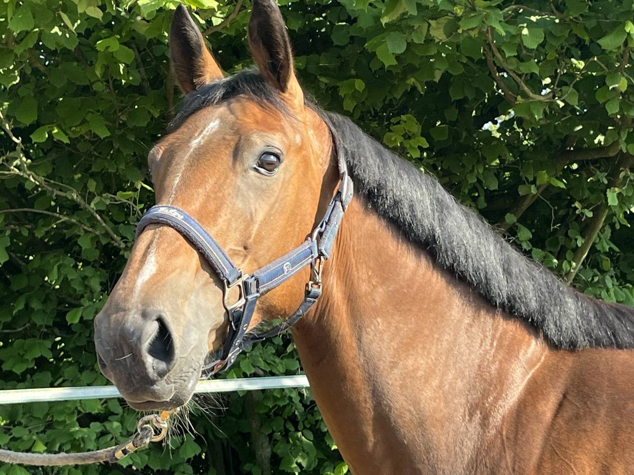 Yegua sBs Caballo de Deporte Belga En venta 2020 Bayo