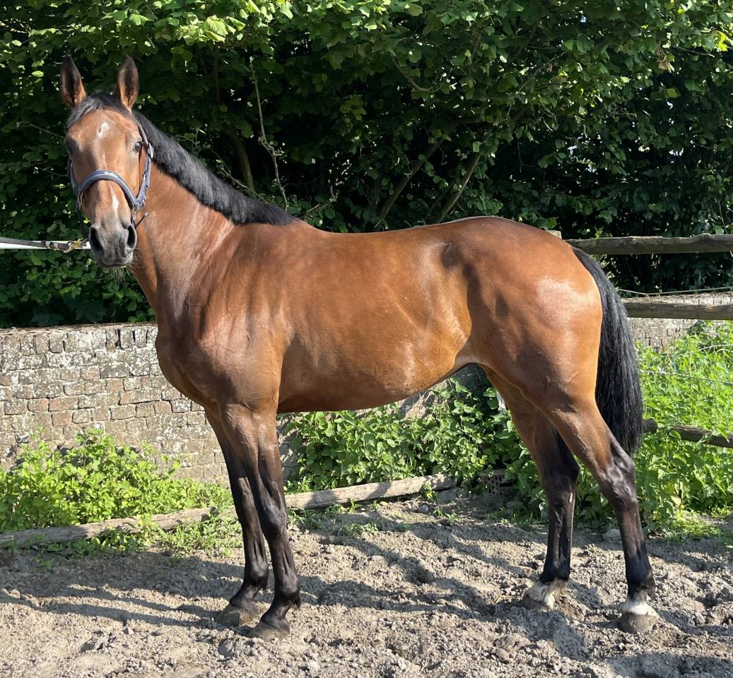 Yegua sBs Caballo de Deporte Belga En venta 2020 Bayo