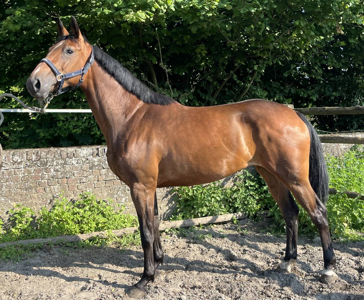 Yegua sBs Caballo de Deporte Belga En venta 2020 Bayo