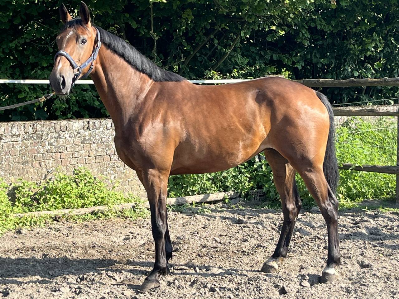 Yegua sBs Caballo de Deporte Belga En venta 2020 Bayo
