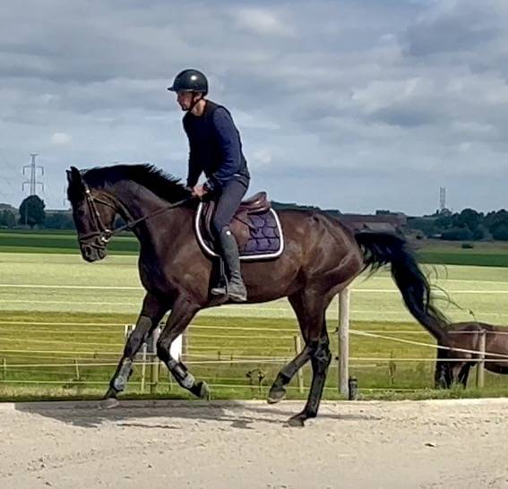 Yegua BWP Caballo de Sangre Belga En venta 2018 Bayo