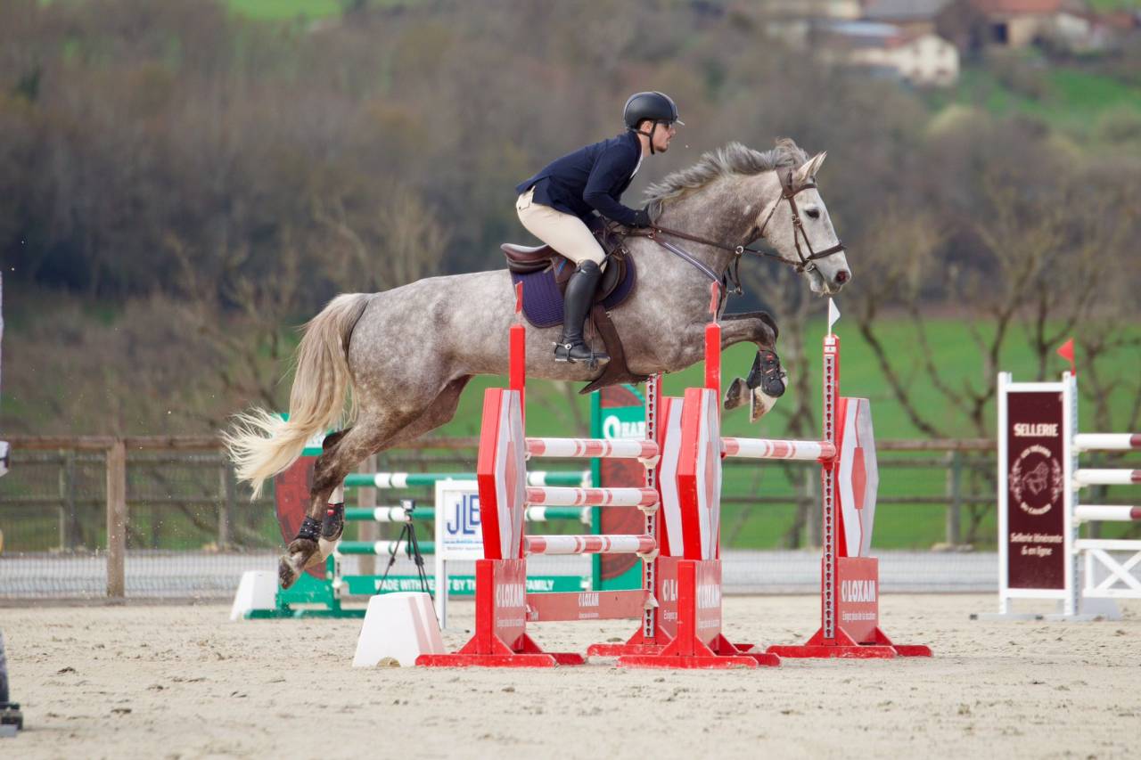 Caballo castrado Silla Franc&eacute;s En venta 2015 Roano por URANO DE CARTIGNY