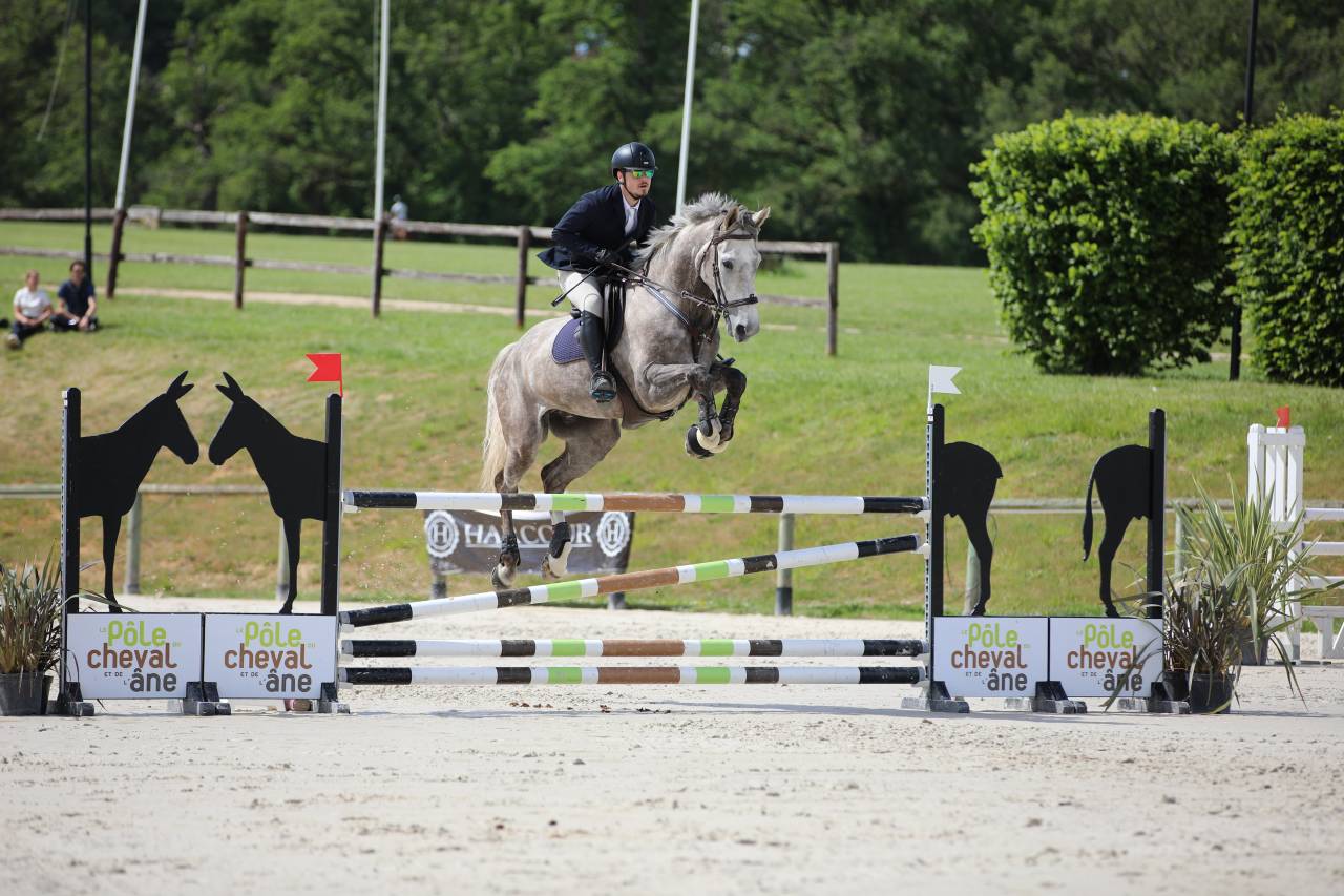 Caballo castrado Silla Franc&eacute;s En venta 2015 Roano por URANO DE CARTIGNY