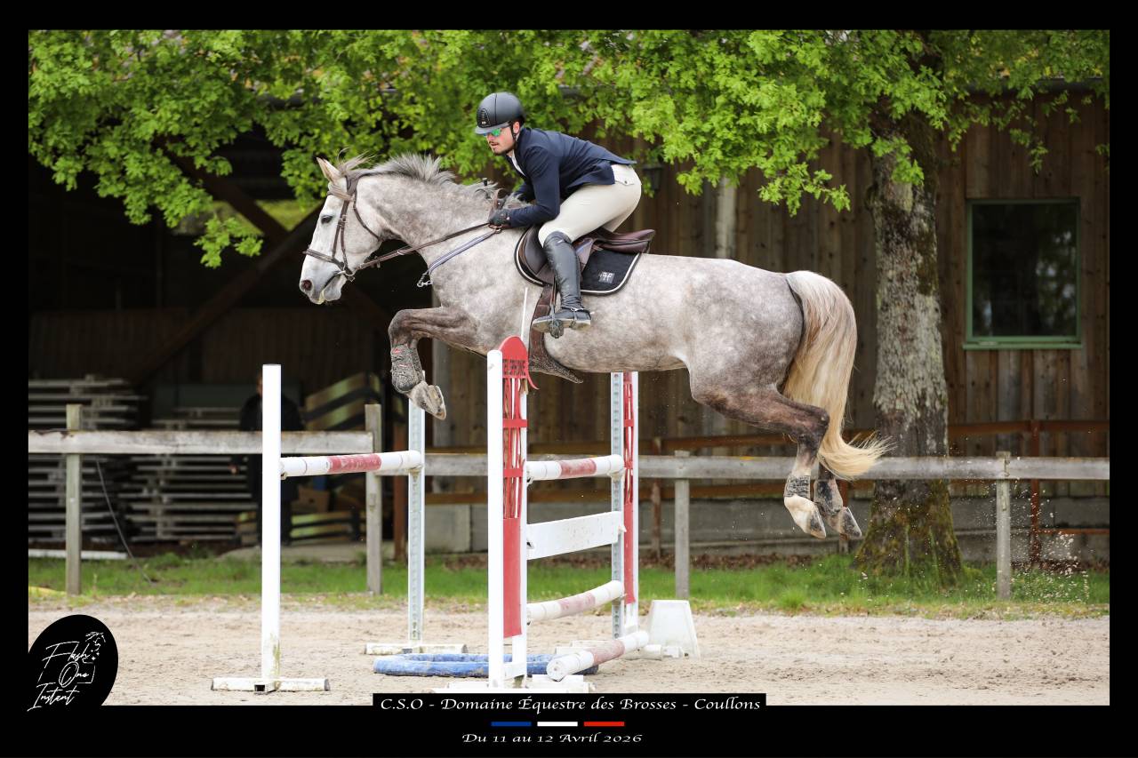 Caballo castrado Silla Franc&eacute;s En venta 2015 Roano por URANO DE CARTIGNY