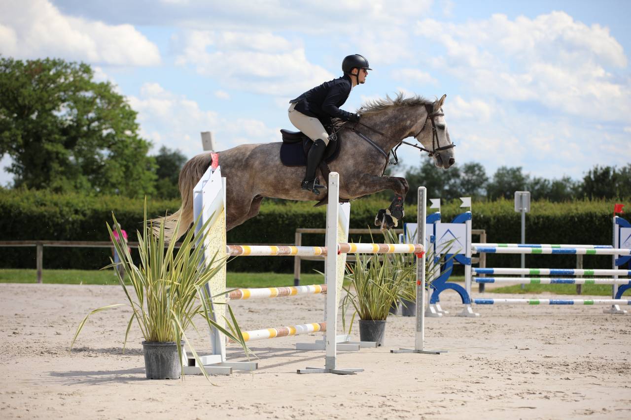 Caballo castrado Silla Franc&eacute;s En venta 2015 Roano por URANO DE CARTIGNY