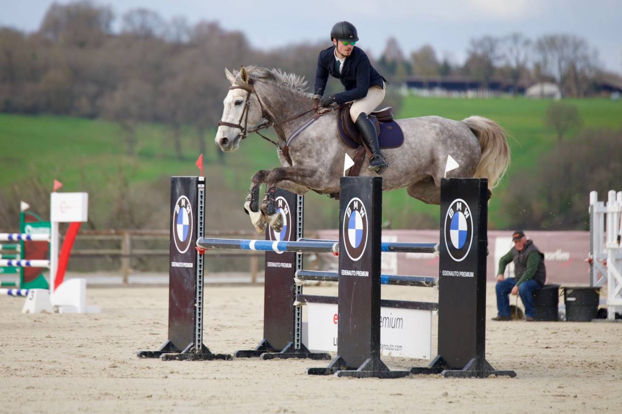 Caballo castrado Silla Franc&eacute;s En venta 2015 Roano por URANO DE CARTIGNY
