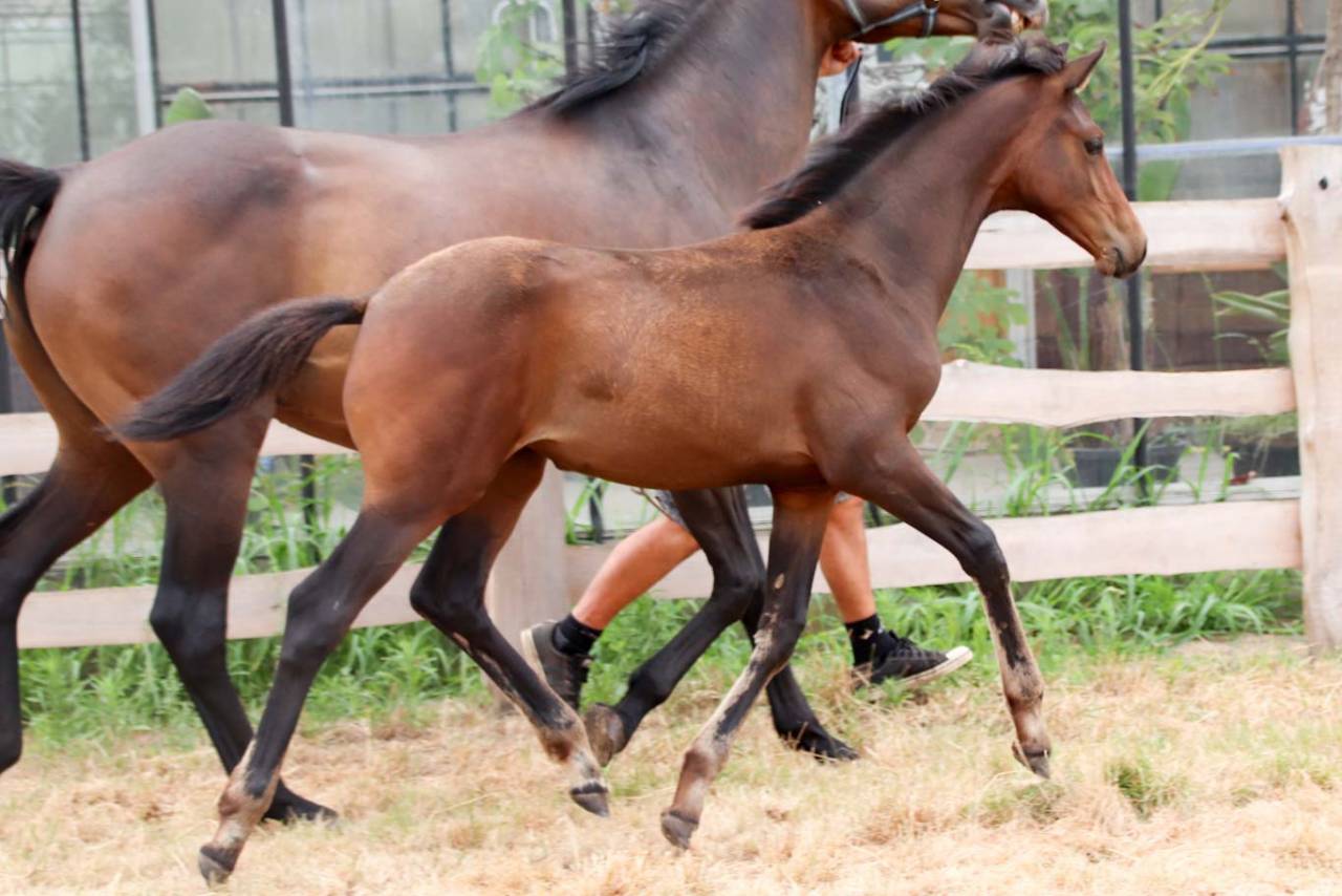 Potranca KWPN Caballo de Deporte Neerland&eacute;s En venta 2026 Bocifuego por No Records.