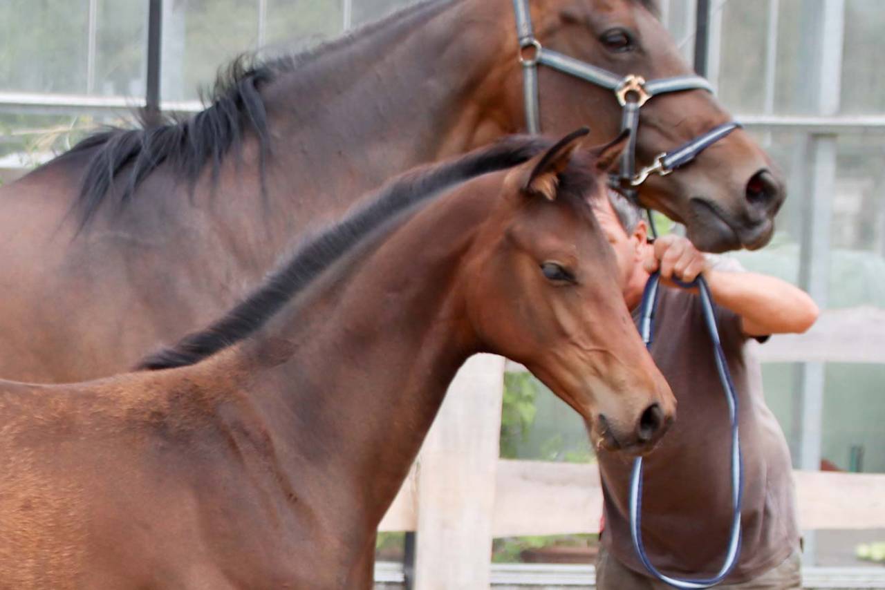 Potranca KWPN Caballo de Deporte Neerland&eacute;s En venta 2026 Bocifuego por No Records.