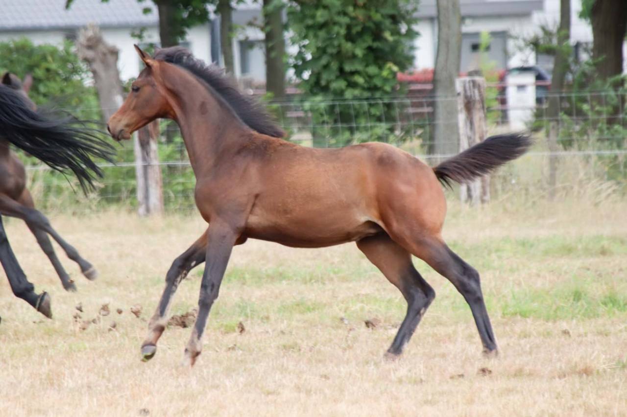 Potranca KWPN Caballo de Deporte Neerland&eacute;s En venta 2026 Bocifuego por No Records.