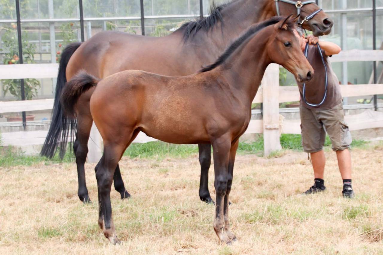 Potranca KWPN Caballo de Deporte Neerland&eacute;s En venta 2026 Bocifuego por No Records.