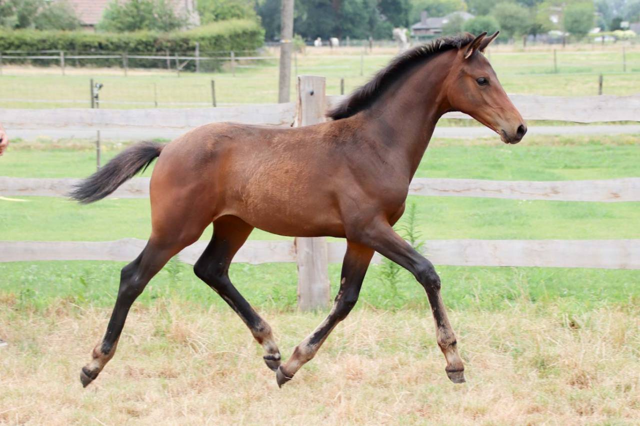 Potranca KWPN Caballo de Deporte Neerland&eacute;s En venta 2026 Bocifuego por No Records.