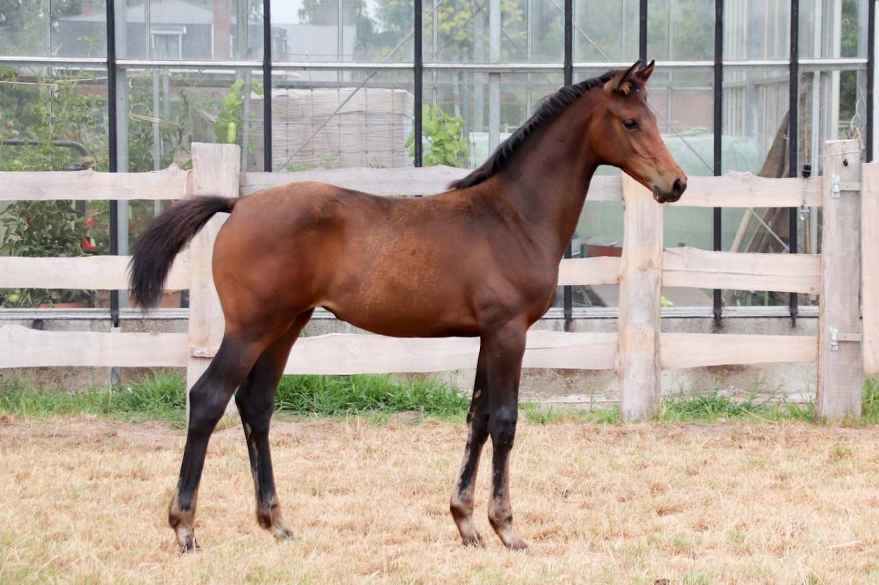 Potranca KWPN Caballo de Deporte Neerland&eacute;s En venta 2026 Bocifuego por No Records.