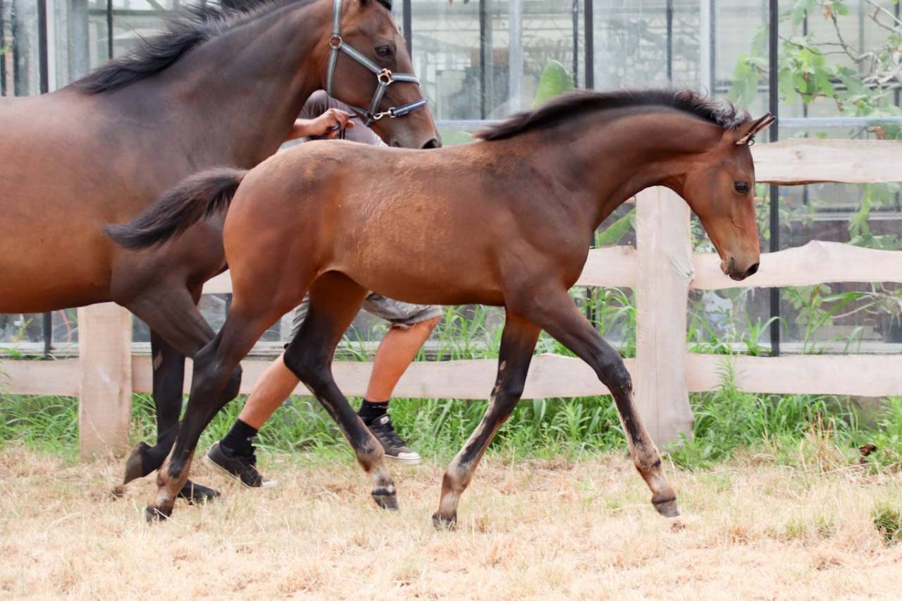 Potranca KWPN Caballo de Deporte Neerland&eacute;s En venta 2026 Bocifuego por No Records.