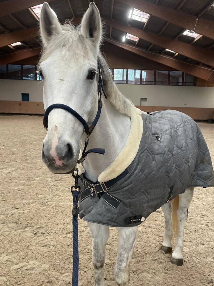 Caballo castrado PFS Poni Fran&ccedil;&eacute;s de Silla En venta 2014 Tordo