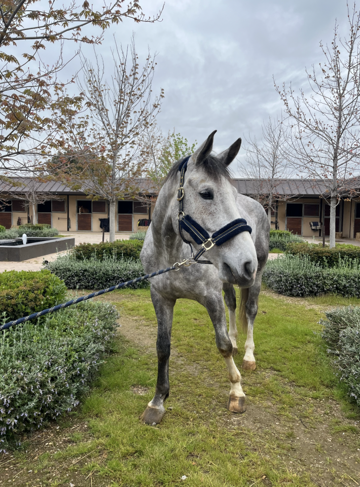 Caballo de salto de 7 a&ntilde;os con excelente proyeccion