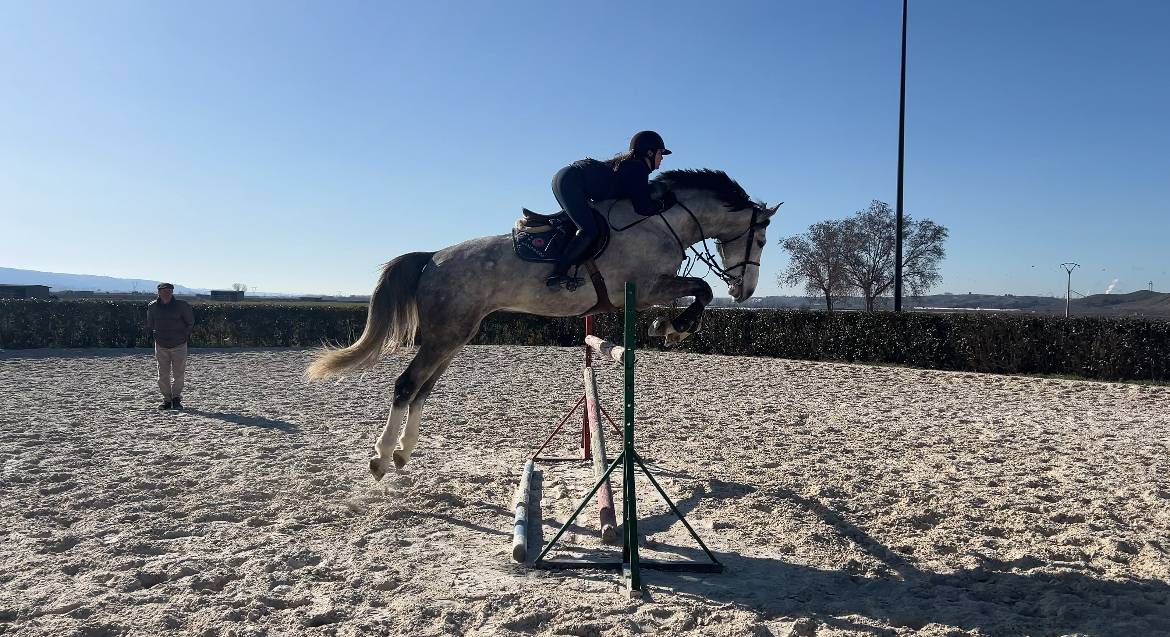 Caballo de salto de 7 a&ntilde;os con excelente proyeccion