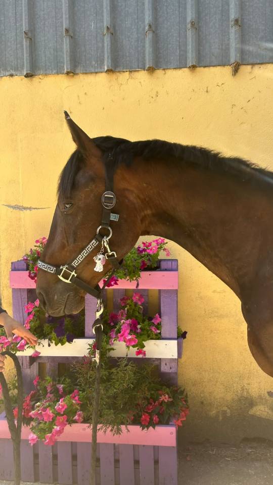 Caballo castrado Silla Franc&eacute;s En venta 2023 Bayo moreno por up to you
