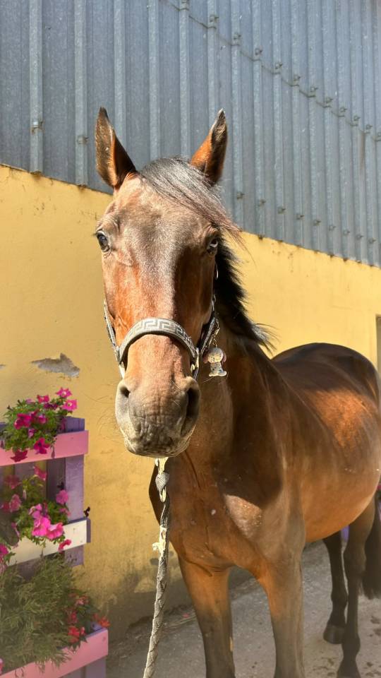 Caballo castrado Silla Franc&eacute;s En venta 2023 Bayo moreno por up to you