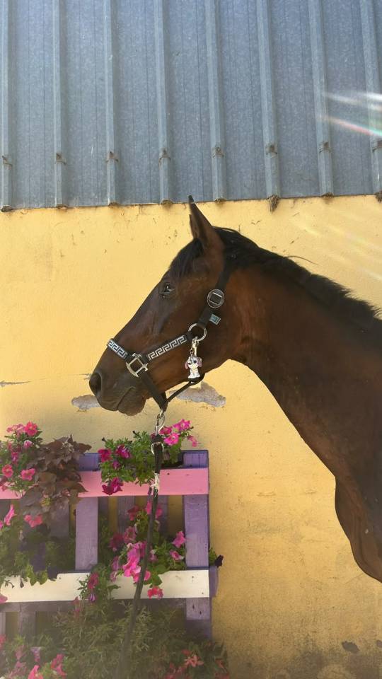 Caballo castrado Silla Franc&eacute;s En venta 2023 Bayo moreno por up to you