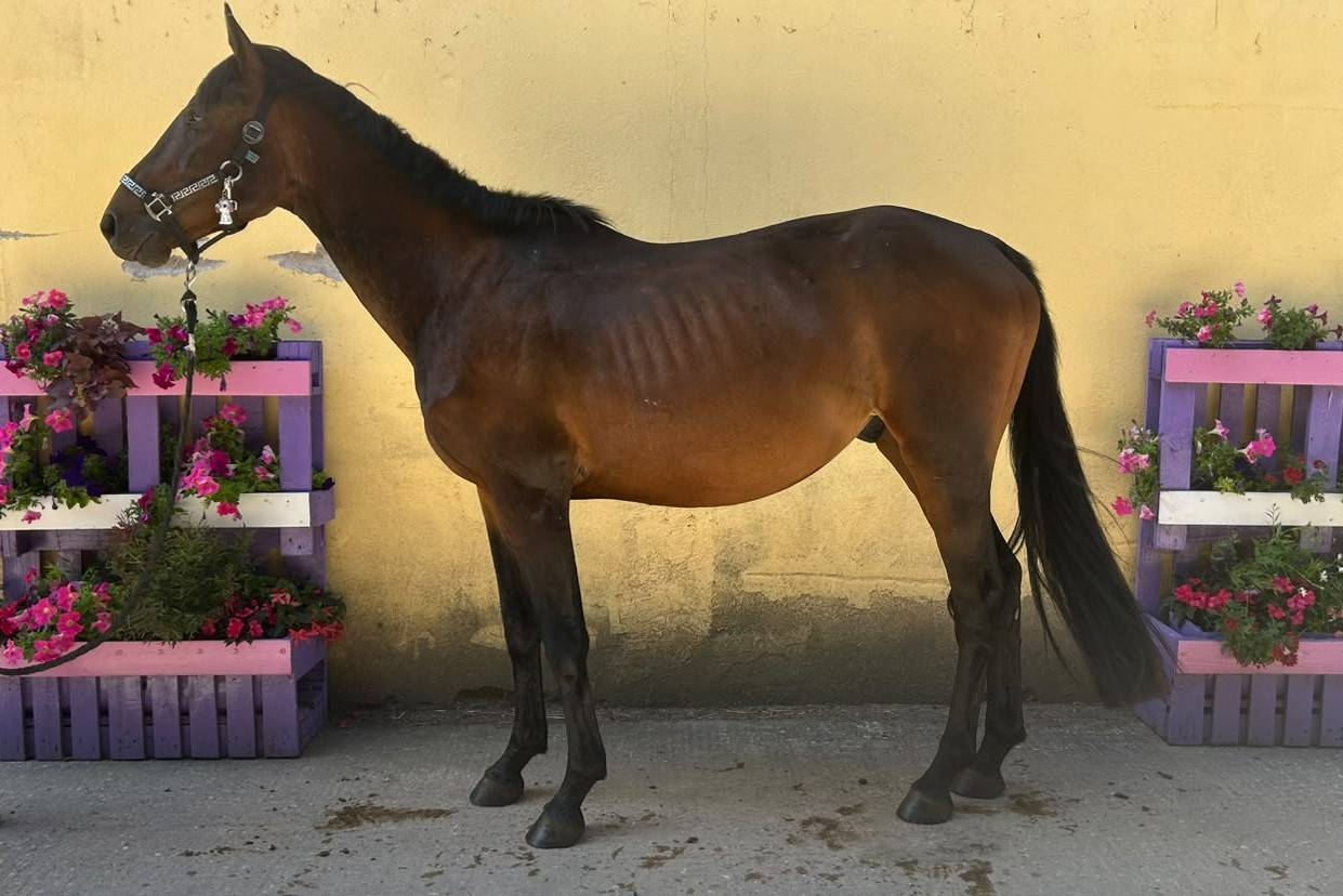 Caballo castrado Silla Franc&eacute;s En venta 2023 Bayo moreno por up to you