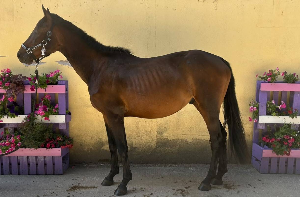 Caballo castrado Silla Franc&eacute;s En venta 2023 Bayo moreno por up to you