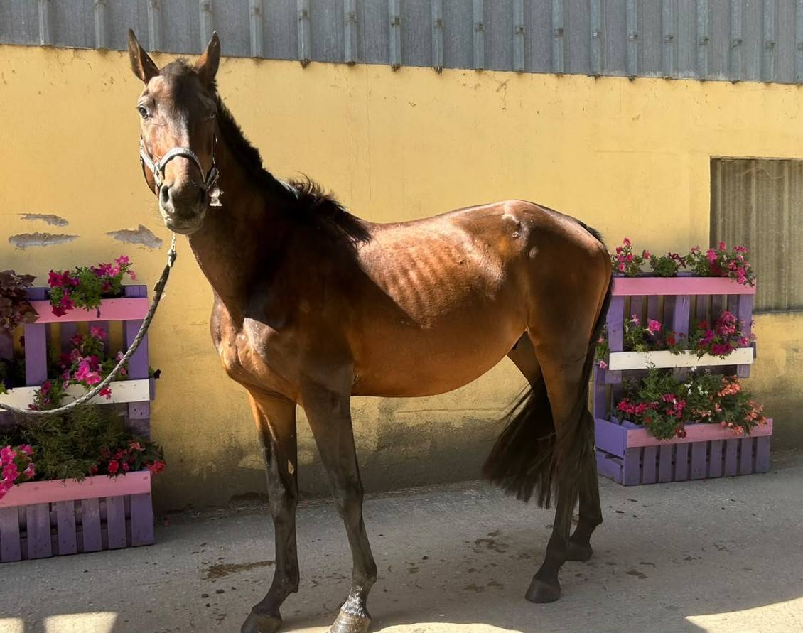 Caballo castrado Silla Franc&eacute;s En venta 2023 Bayo moreno por up to you
