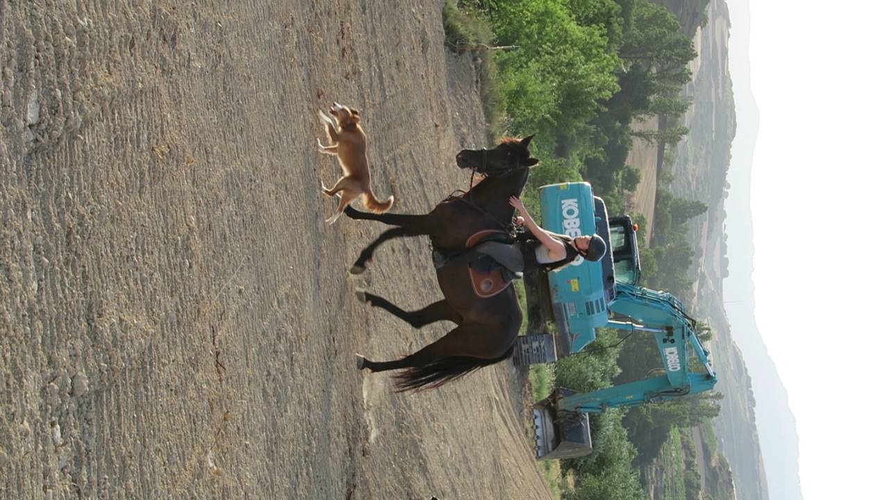 Yegua Negra 12 a&ntilde;os