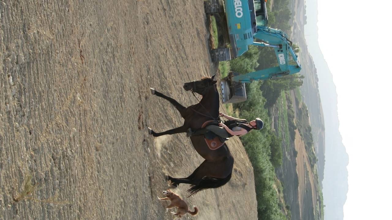Yegua Negra 12 a&ntilde;os