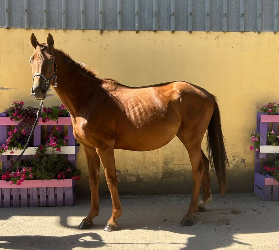 Caballo castrado Silla Franc&eacute;s En venta 2023 Alaz&aacute;n tostado por Gwenndu de Kerganne