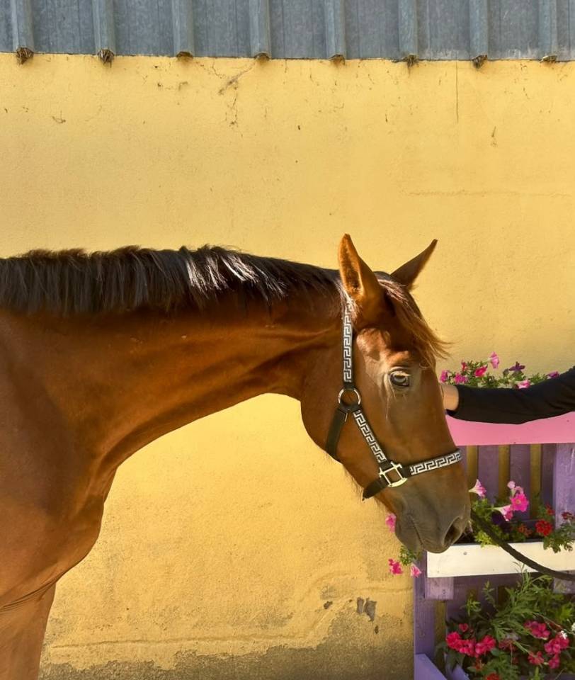 Caballo castrado Silla Franc&eacute;s En venta 2023 Alaz&aacute;n tostado por Gwenndu de Kerganne