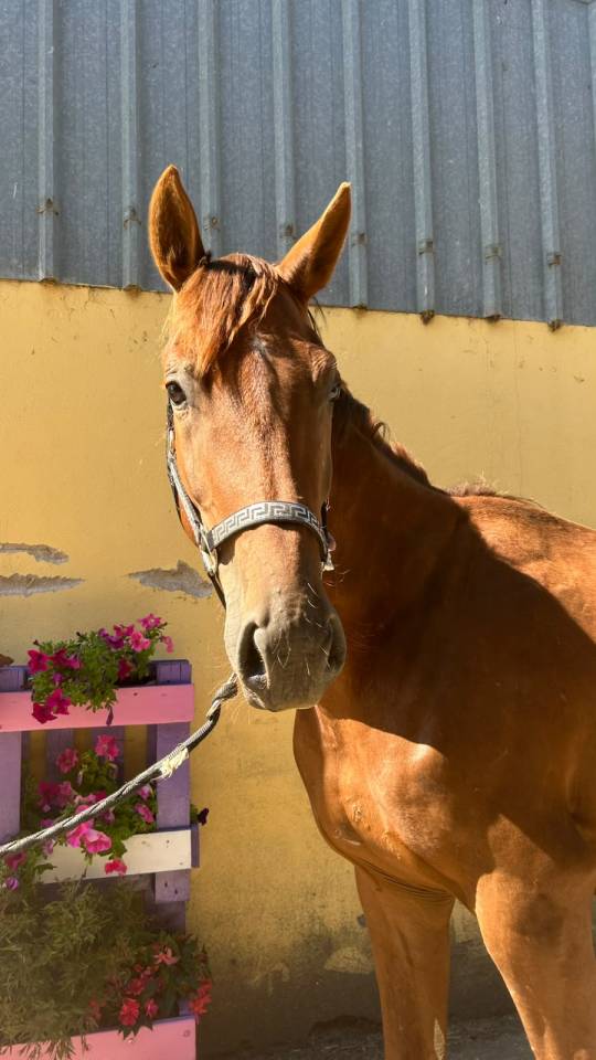 Caballo castrado Silla Franc&eacute;s En venta 2023 Alaz&aacute;n tostado por Gwenndu de Kerganne