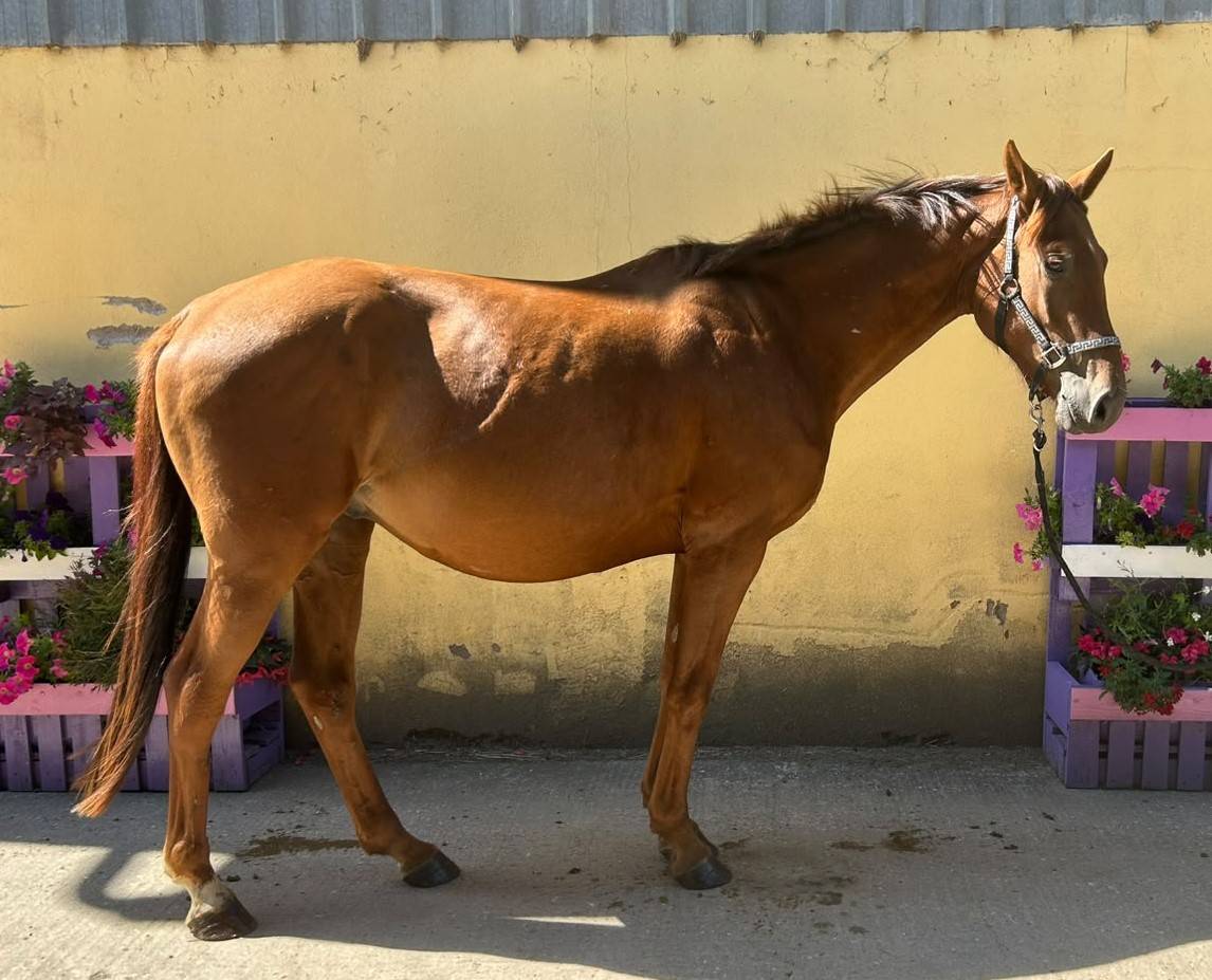Caballo castrado Silla Franc&eacute;s En venta 2023 Alaz&aacute;n tostado por Gwenndu de Kerganne