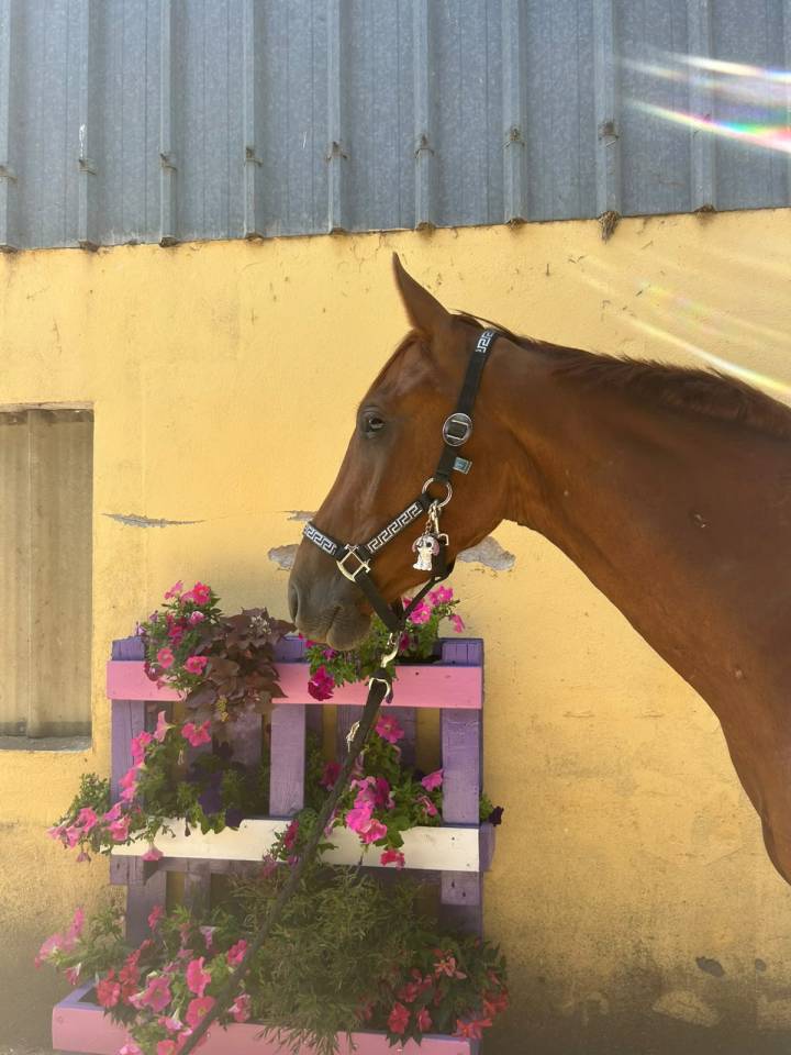 Caballo castrado Silla Franc&eacute;s En venta 2023 Alaz&aacute;n por EIFFEL DE HUS