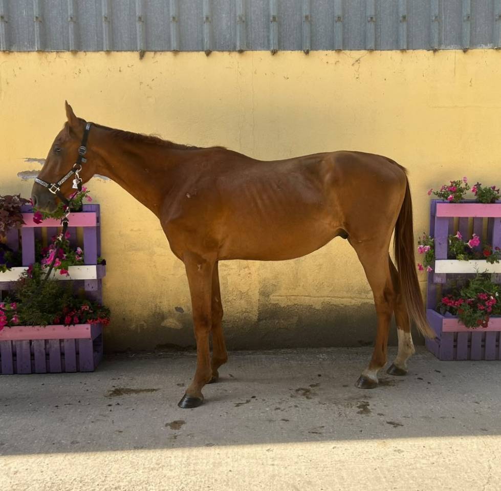 Caballo castrado Silla Franc&eacute;s En venta 2023 Alaz&aacute;n por EIFFEL DE HUS