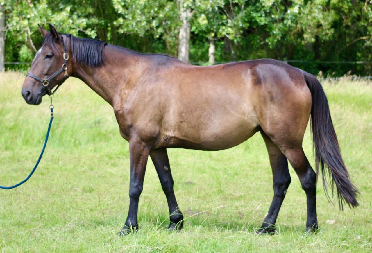 Yegua Trot&oacute;n Franc&eacute;s En venta 2018 Bayo moreno