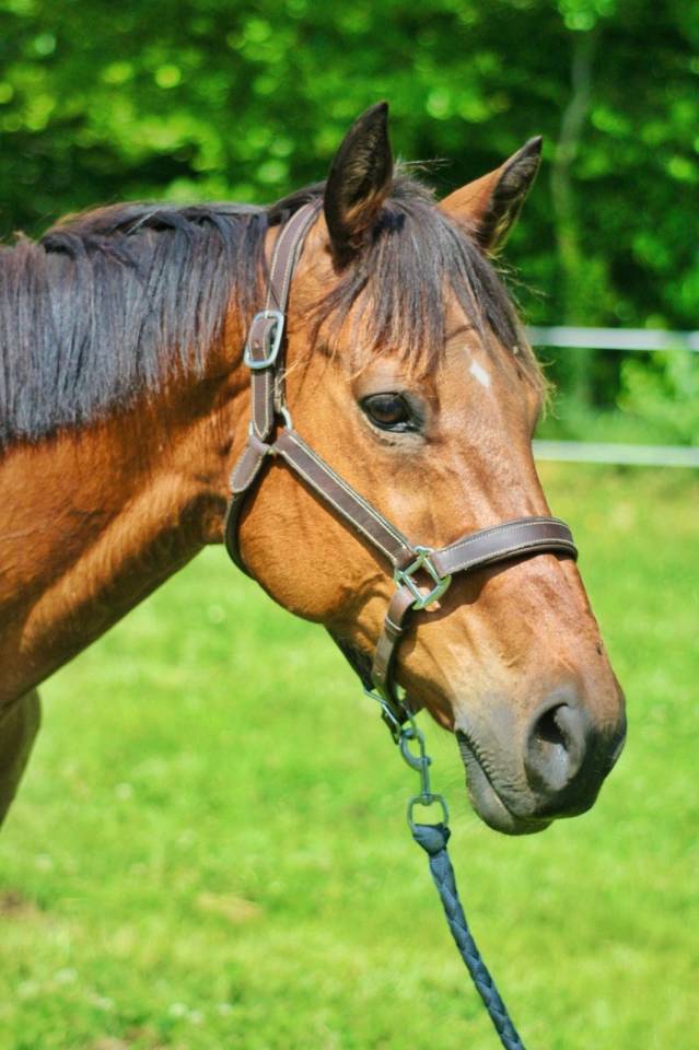 Caballo castrado Pura Sangre Ingl&eacute;s En venta 2016 Bayo