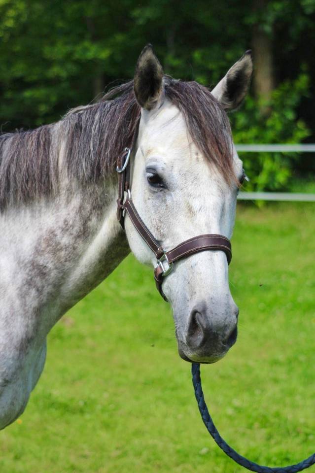 Caballo castrado Pura Sangre Ingl&eacute;s En venta 2016 Bayo
