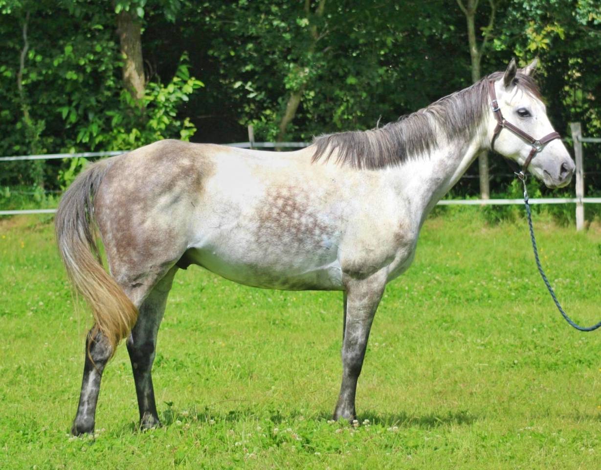 Caballo castrado Pura Sangre Ingl&eacute;s En venta 2016 Bayo