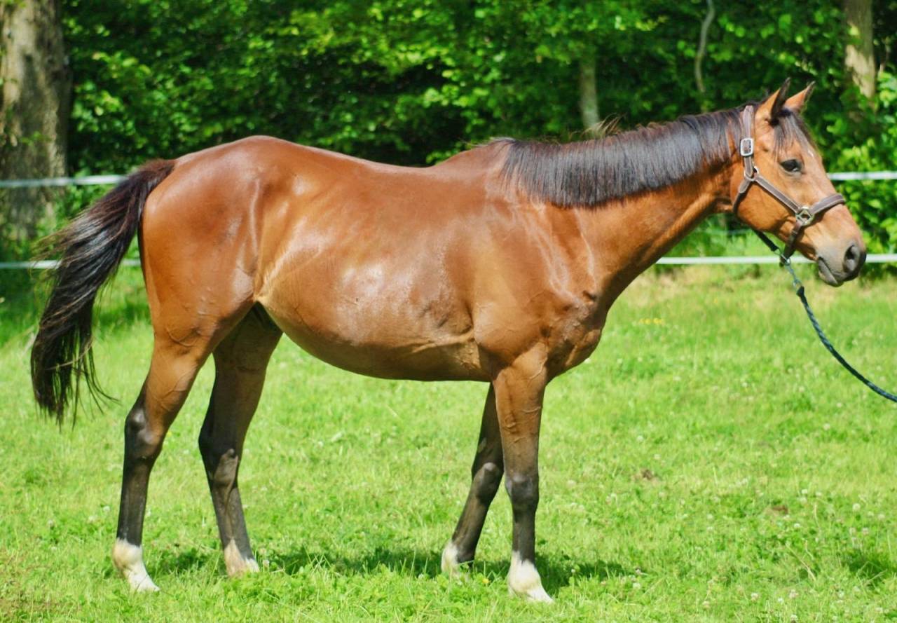 Caballo castrado Pura Sangre Ingl&eacute;s En venta 2016 Bayo
