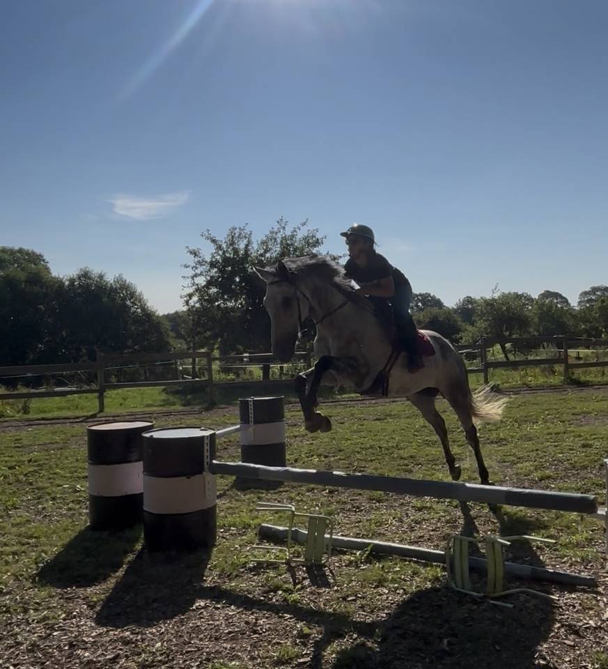 Caballo castrado Pura Sangre Ingl&eacute;s En venta 2016 Bayo