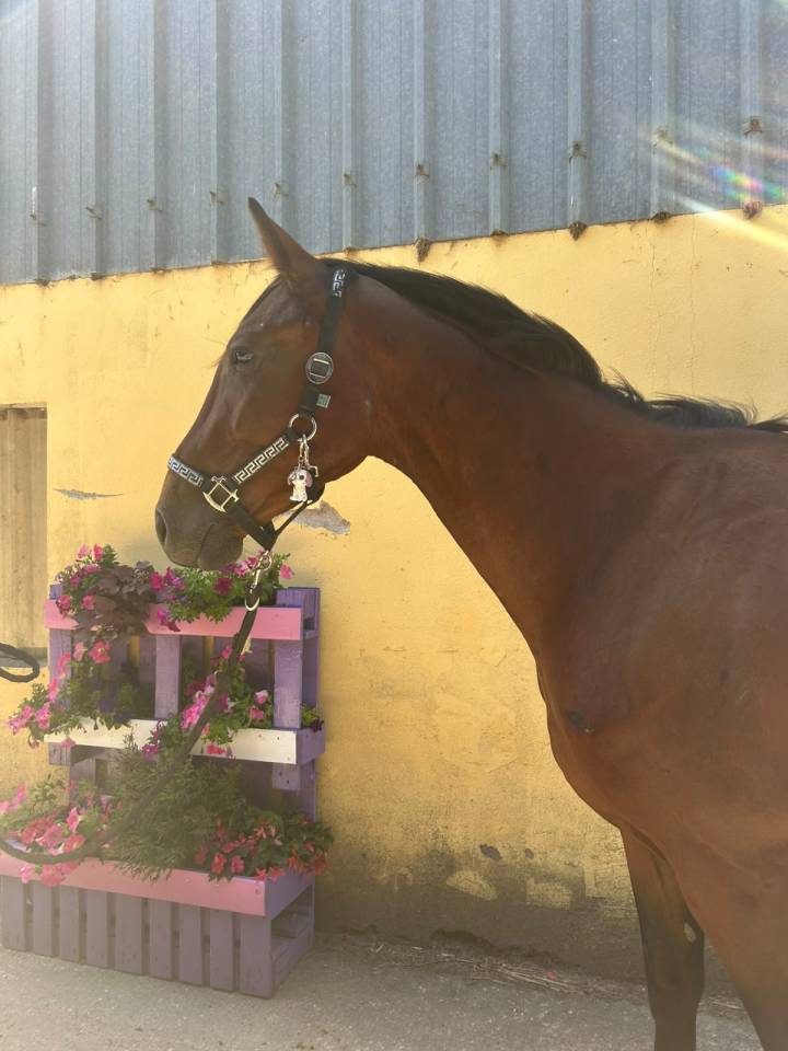 Caballo castrado Silla Franc&eacute;s En venta 2023 Bayo por Canturano(DEU)