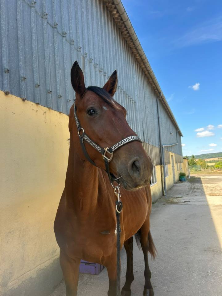 Caballo castrado Silla Franc&eacute;s En venta 2023 Bayo por Canturano(DEU)