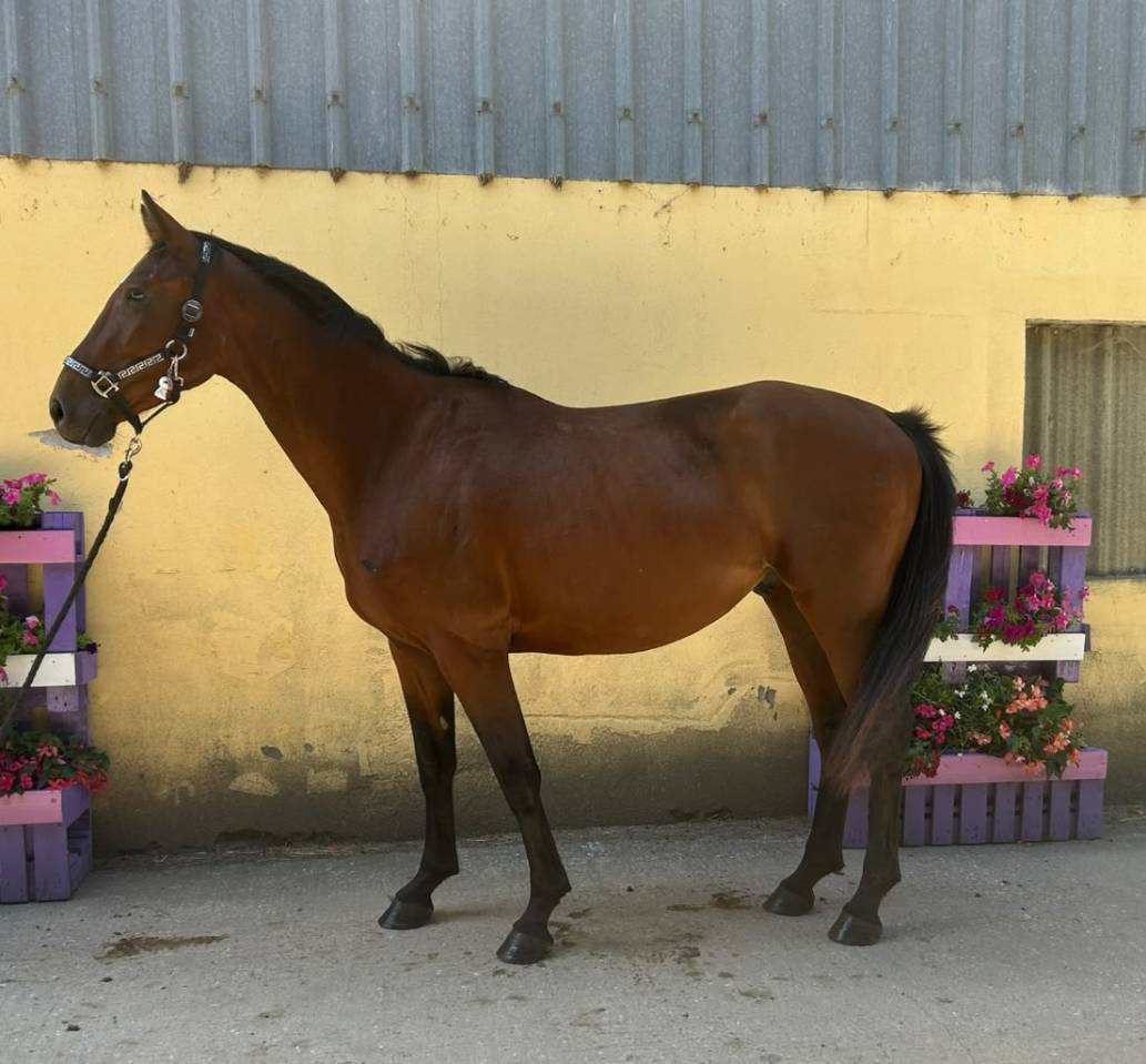 Caballo castrado Silla Franc&eacute;s En venta 2023 Bayo por Canturano(DEU)