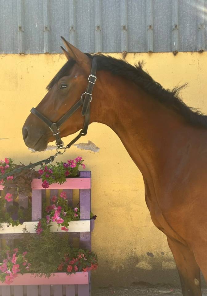 Caballo castrado Silla Franc&eacute;s En venta 2023 Bayo por Tr&eacute;sor Mail - SF
