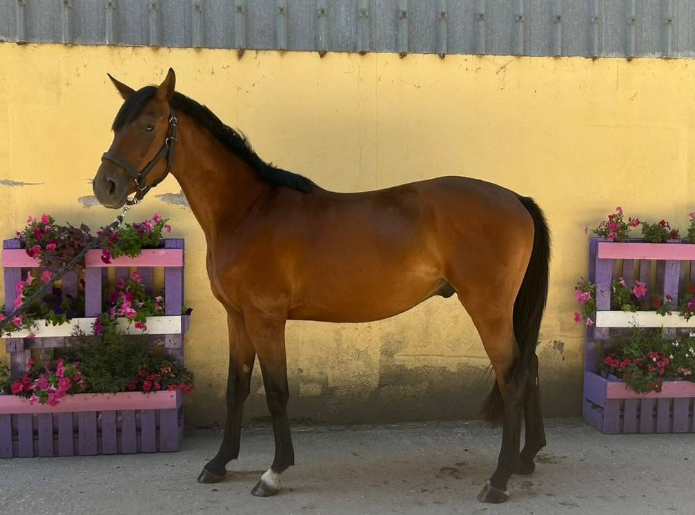 Caballo castrado Silla Franc&eacute;s En venta 2023 Bayo por Tr&eacute;sor Mail - SF