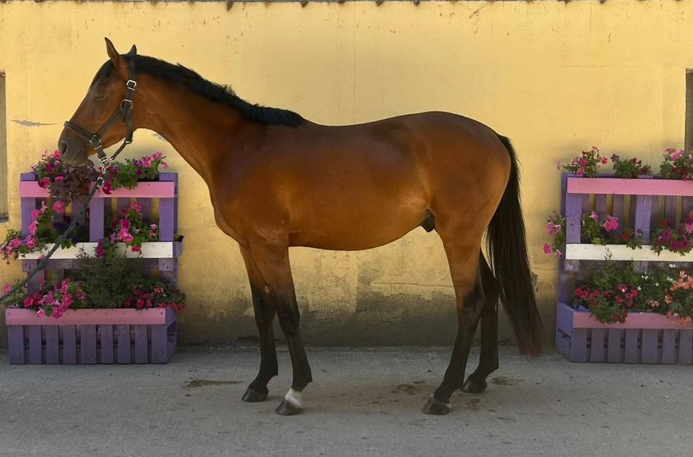 Caballo castrado Silla Franc&eacute;s En venta 2023 Bayo por Tr&eacute;sor Mail - SF